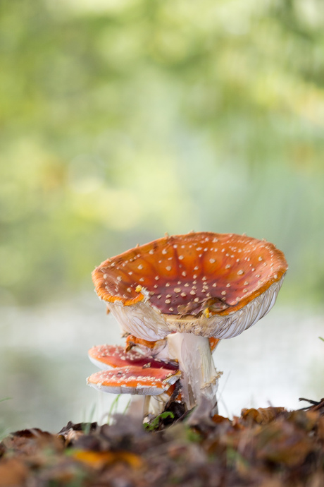 Vliegenzwam of Amanita muscaria