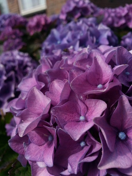 Bloemen in de tuin.