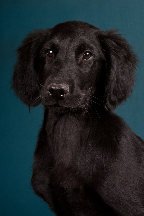 Flatcoated retriever pup