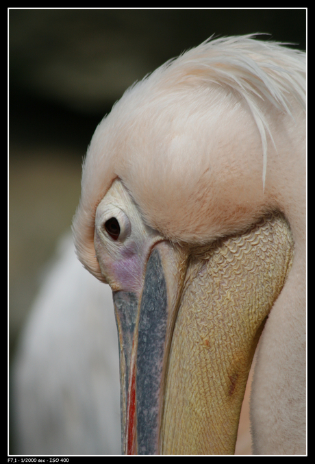 Pelikaan close-up