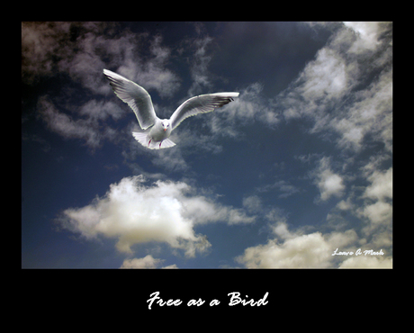 Free as a Bird