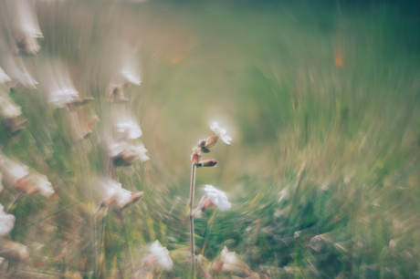 Veldbloemen