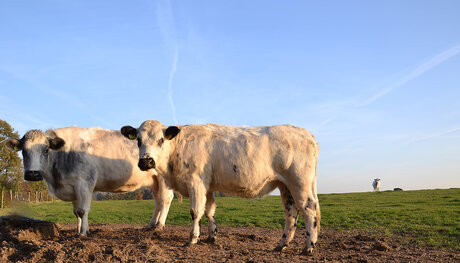 Nieuwsgierige dames!