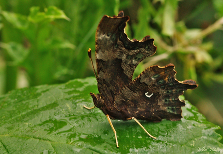 Gehakelde Aurelia