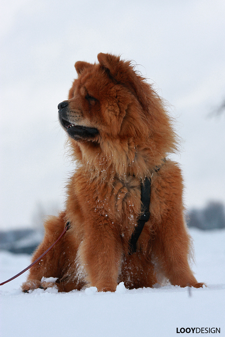 Snow Chow