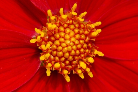 close-up dahlia