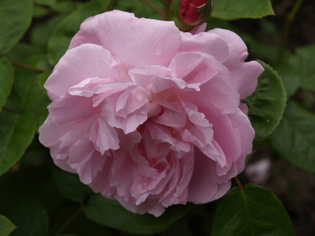 Mia rosa secunda