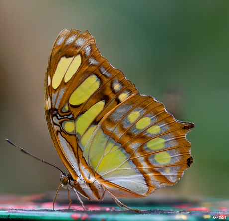 Siproeta Stelenes