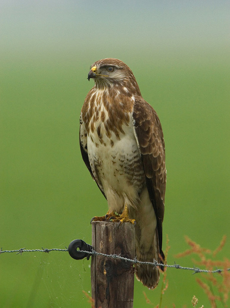 Buizerd