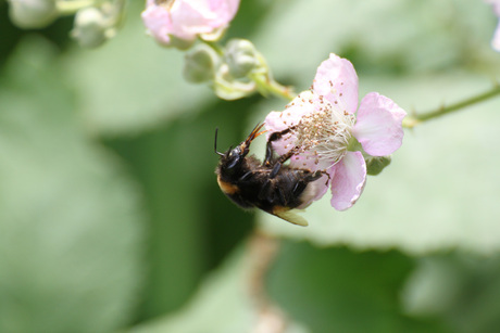 Hommel op bloesem