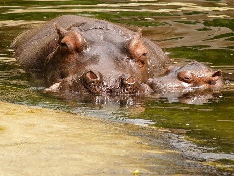Nijlpaarden