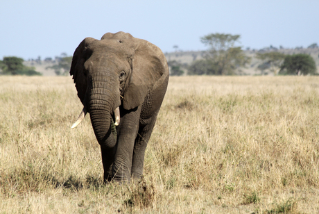 Olifant in de Serengeti