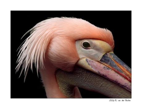 The pelican's face