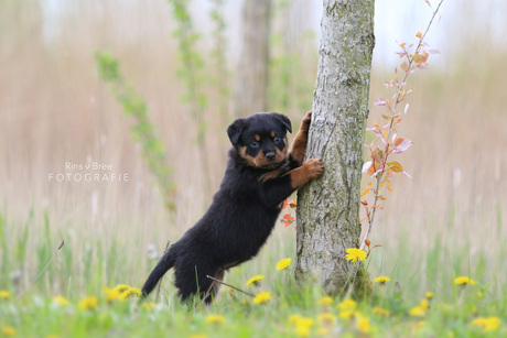 rottweiler pup