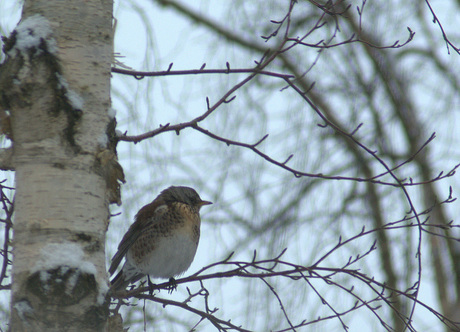 Vogels in en om het huis