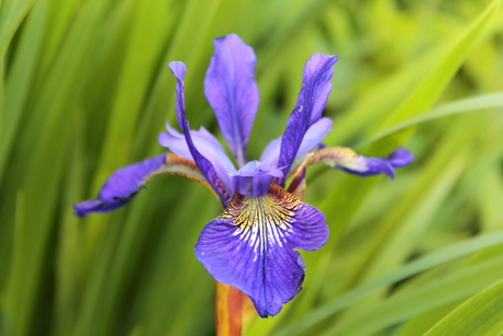 blauwe iris