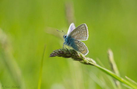 Icarus blauwtje