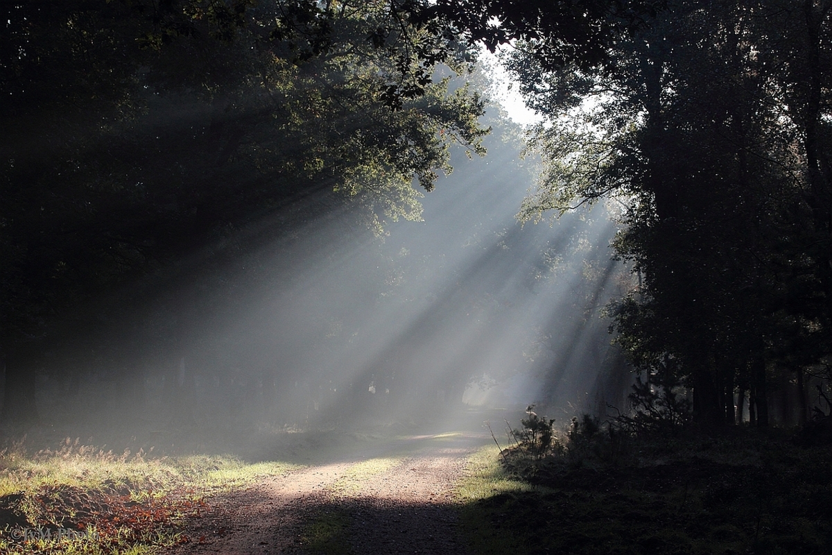 accu Succesvol Uitstekend Licht in de duisternis - foto van Jophoto - Natuur - Zoom.nl