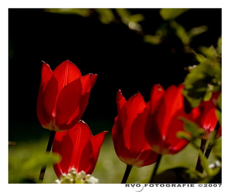 Tulpen in de zon