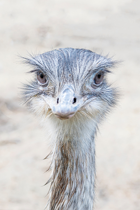 50 procent struisvogel