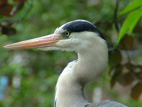 Reiger