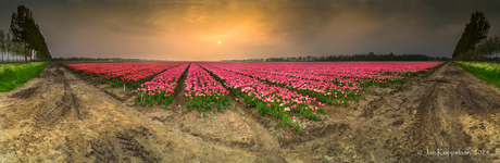 Panorama Tulpenveld.