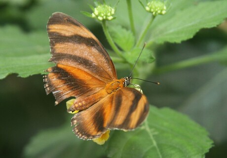 Dryas julia