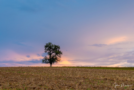 Just a tree