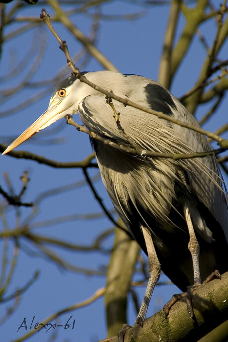 Blauwe Reiger