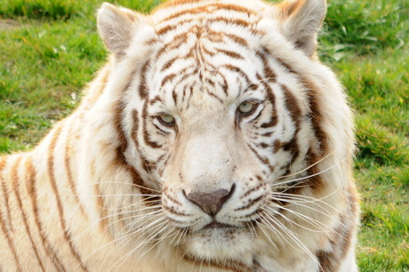 Witte Bengaalse tijger