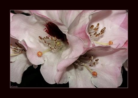 pink ribbon rododendron