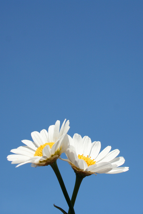 2 margrietjes en een lucht