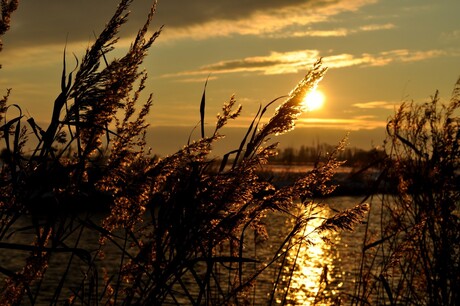 Zie, de zon schijnt door het riet