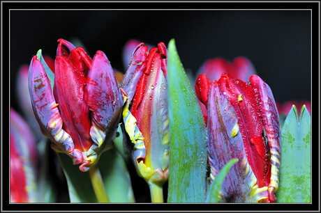 tulpenpracht