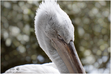 Kopportret van de kroeskop pelikaan