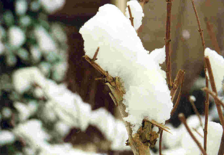 Sneeuw in de achtertuin