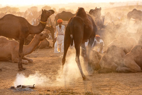 Pushkar camel market