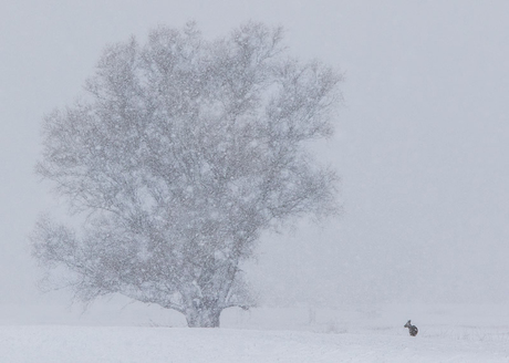 Winter landschap