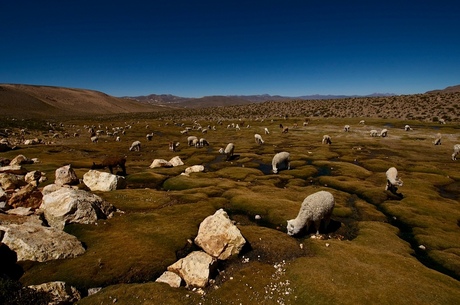 Grazende vicuna's