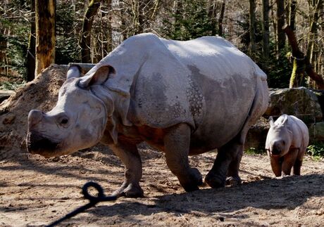 Pantserneushoorn met jong