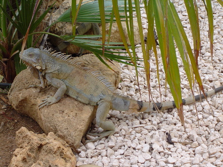 Iguana,Bonaire