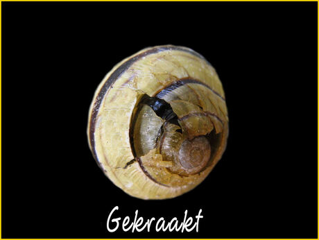 Gekraakt