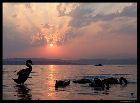 Zwanen bij zonsondergang