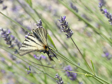 Vlinder-Lavendel-Kroatie-Labin
