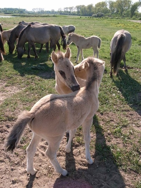 Konikspaarden in Ooijpolder