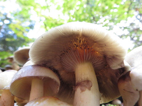 Onderkant paddenstoelen