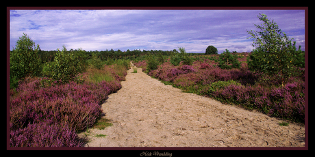 Heide wandeling