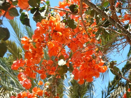 Fuerteventura