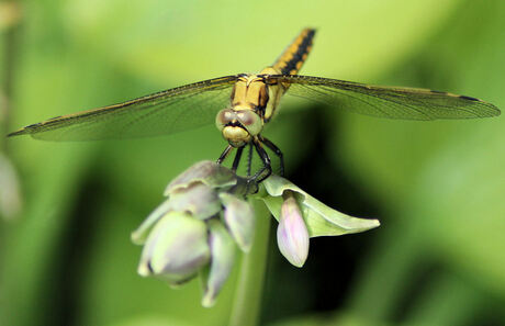 Libelle, de helicopter