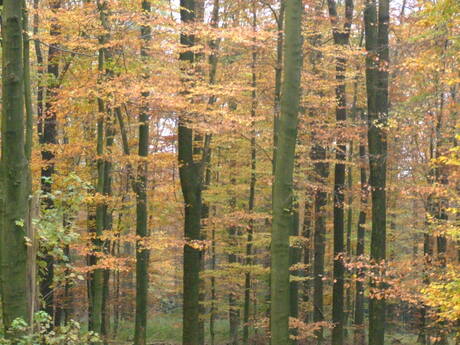 herfstbos duitsland